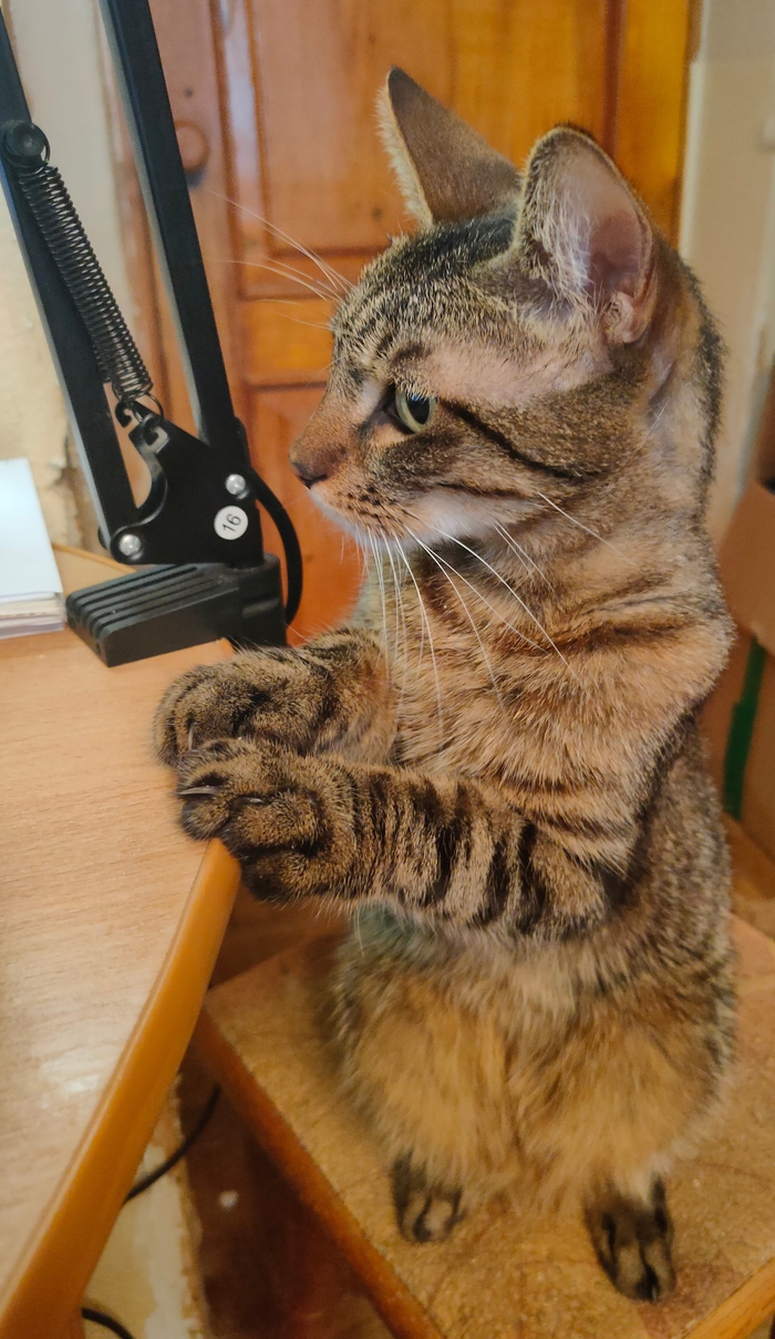 Привет Пикабу! И Спасибо!