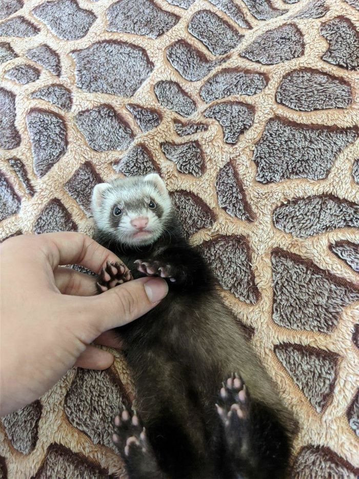 The wave of cats is in full swing, so it's time to show off your ferret! Our name is Milka) - My, cat, Ferret, Pets, Love