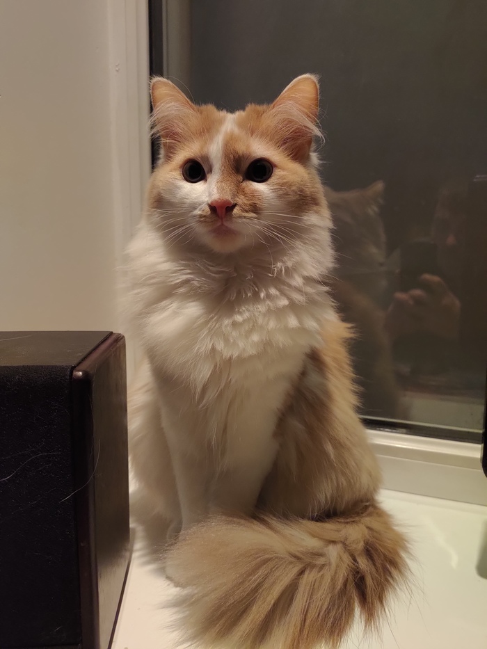 ���� ���������