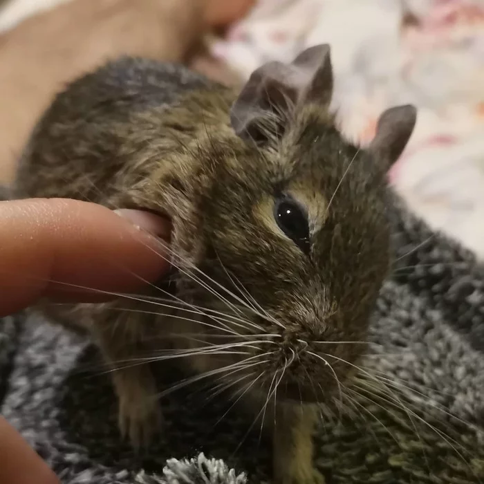 Continuation of the post Did not show a cat - not a pickabushnik - My, Paws, Degu, Rodents, Reply to post