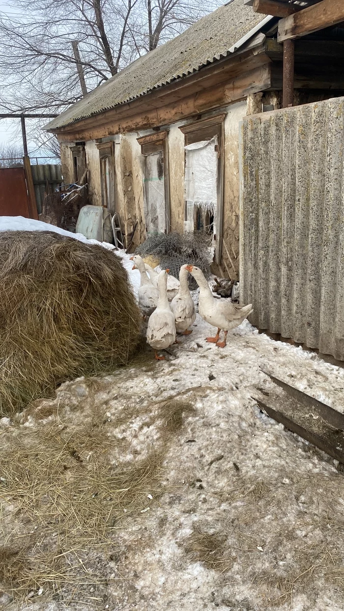 Geese - My, Гусь, Village, Longpost