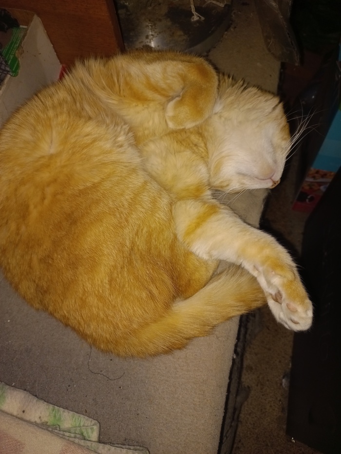 Ответ на пост «Не показал кота - не пикабушник»