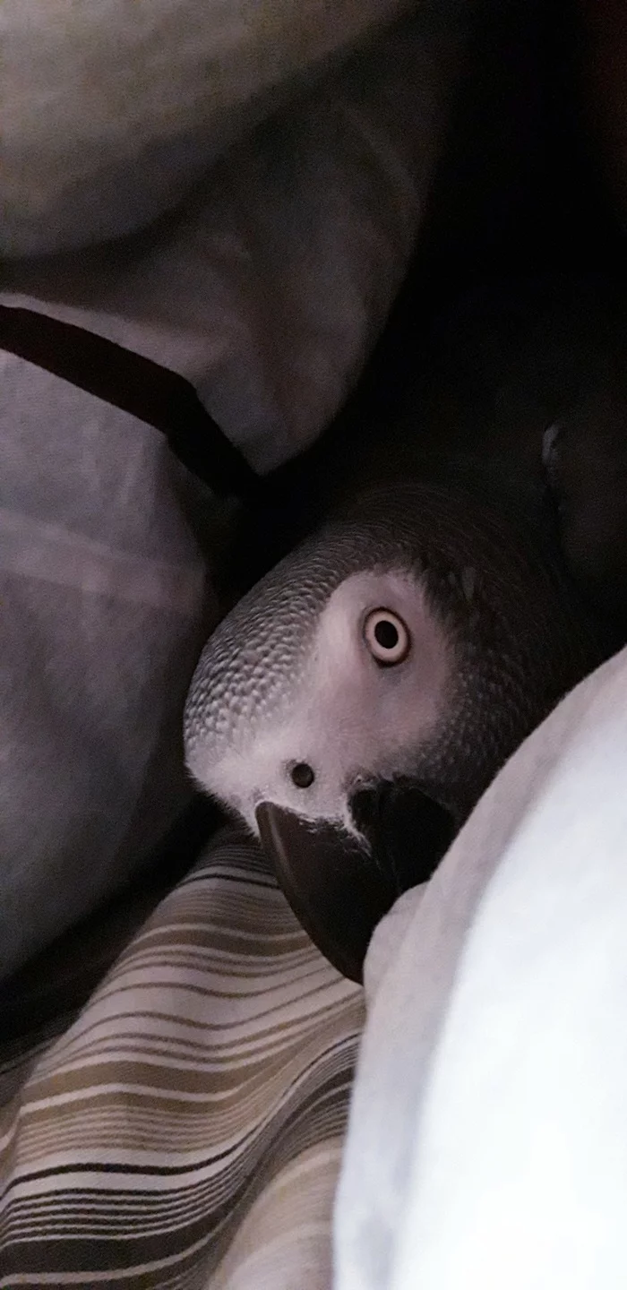 And I won't get out of bed... - My, A parrot, Jaco, Pets, Mat