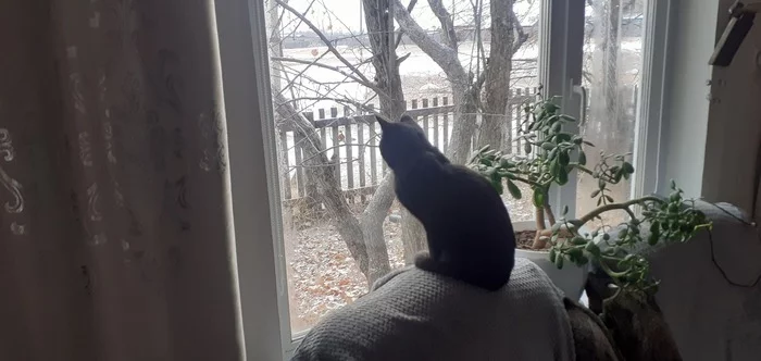 Here's my smoke admiring the first snow of his life. - My, cat, View from the window, Snow, Black cat