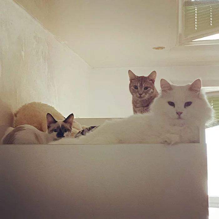 Two cats and one cat - My, cat, The photo