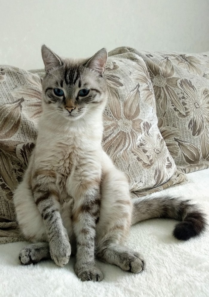Котика в ленту | Пикабу