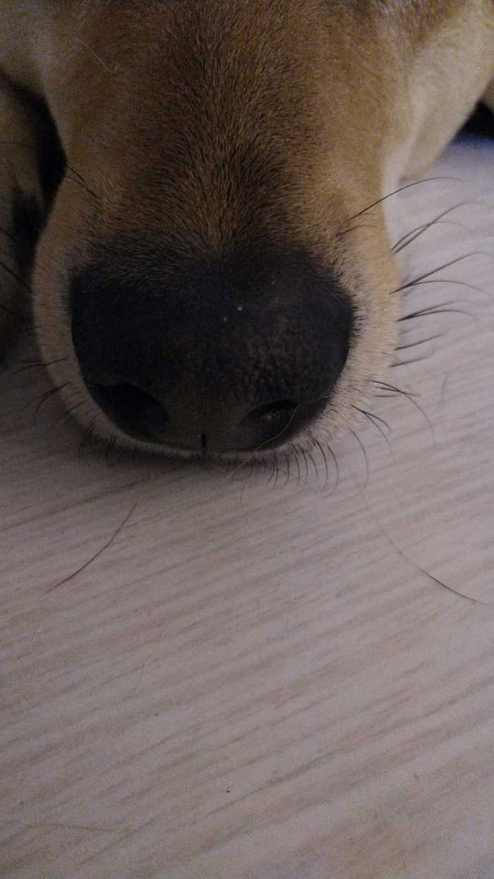 Вот вам носяндру