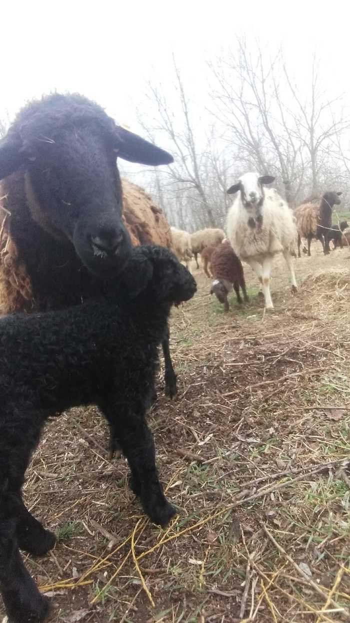 And we have a lamb! - Sheeps, Nature, Milota