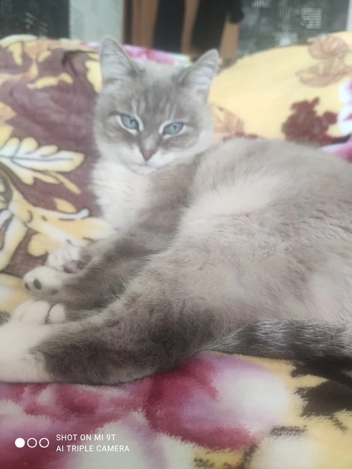 I also have tummies)) - My, Tricolor cat, Dog, Longpost, cat, A wave of posts