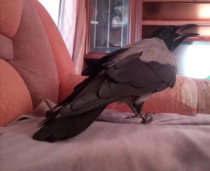 Vranov I show - My, Crow, Rook, Birds, Milota, Pets, Longpost