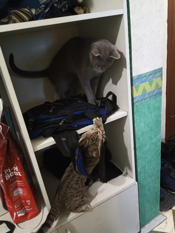 A few more cats to the god of cats in this difficult time :D - My, cat, Kittens, Russian blue, Pets