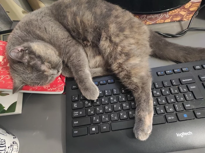 Response to the post Did not show a cat - not a pickabushnik. Cat-accountant - My, cat, Milota, British cat