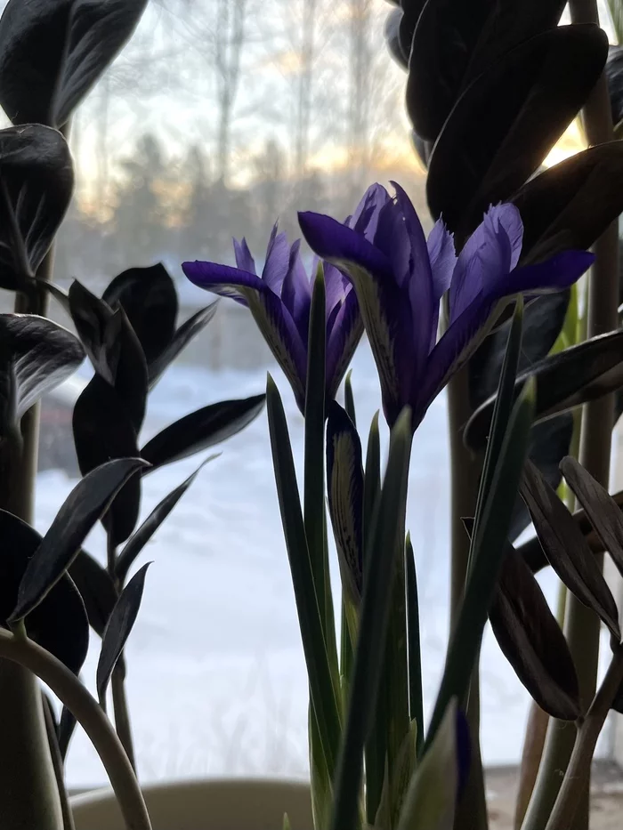 Spring is coming - My, Arkhangelsk, Flowers, Lilac flowers, Plants, Garden, Houseplants, Spring