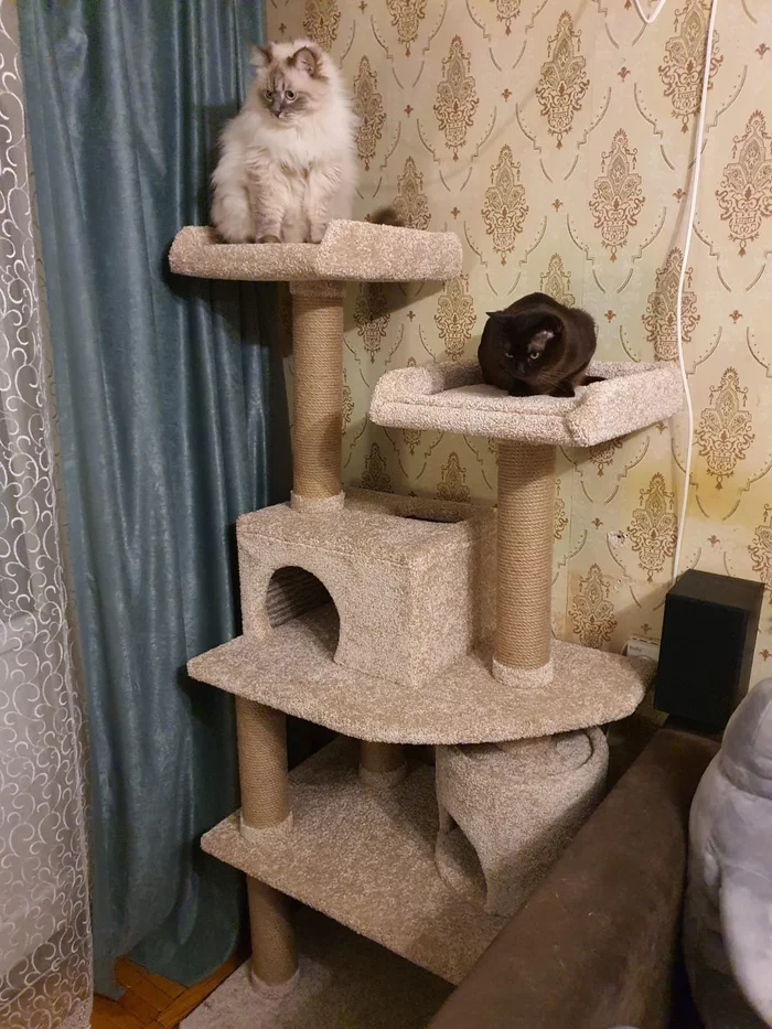 A few more cats - cat, New house, Longpost