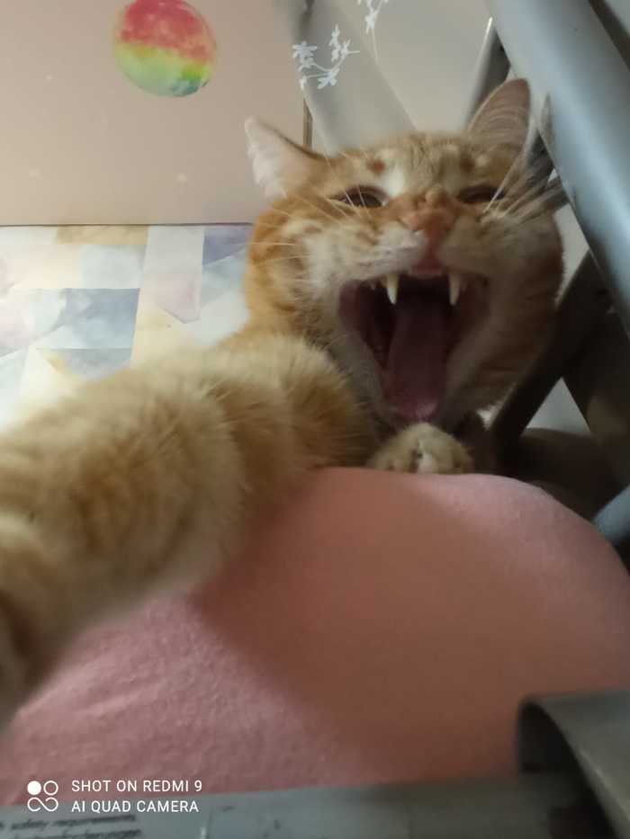 People! I have a cat too! - My, Redheads, cat, The beast, My master is an idiot, Longpost