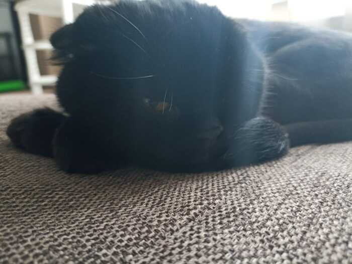 I'm a little tired - cat, Scottish lop-eared, Black cat