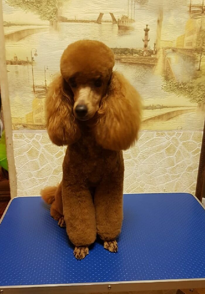 Песель в ленту