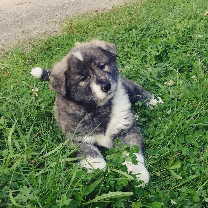 Can I show you my puppies? - My, It Was-It Was, Puppies, Dog, Paws, Alaskan Malamute, Mestizo, Milota, Longpost, A wave of posts