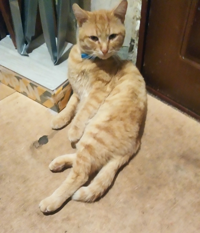 Бандит-мой любимый кот