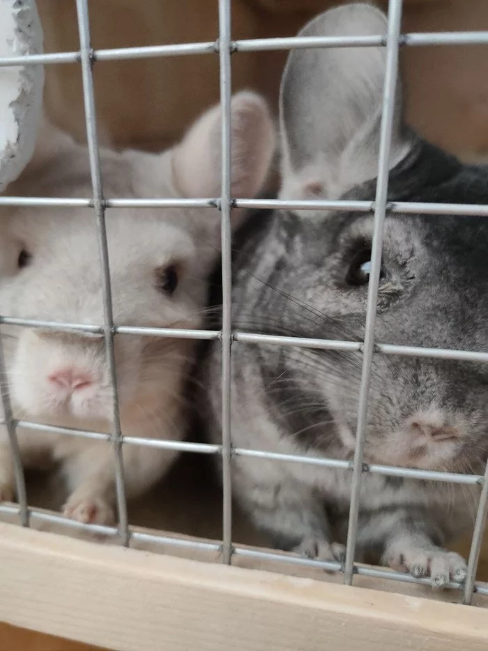 Chin-chin! - My, friendship, Friend, Chinchilla, Pets, Longpost