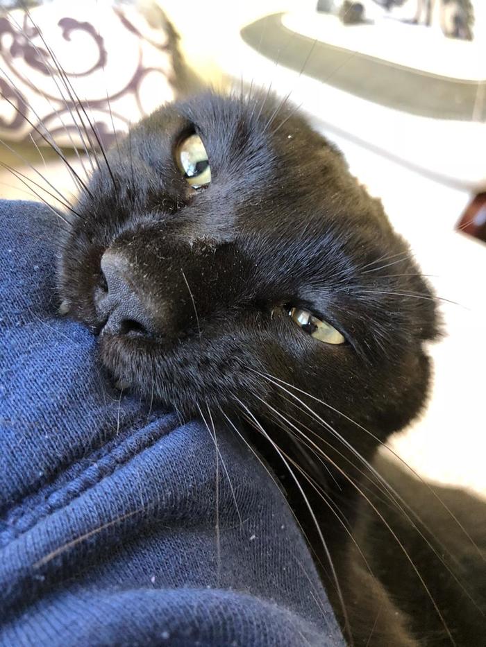 Ответ на пост "не показал кота, не пикабушник"