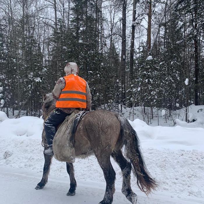 Horse - Yakut horse, Kirensk, Туристы