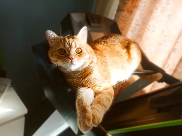 Response to the post To hell with the news, here's a cat - My, cat, Milota, The photo, Treadmill, Sports equipment, The sun, Warming up, Mobile photography, Reply to post