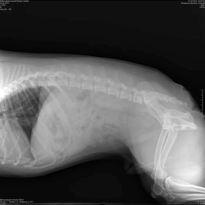 Help with advice. Problem with the spine of the French bulldog - My, Veterinary, Treatment, Pain, French Bulldog, No rating, Need advice, Longpost, Dog