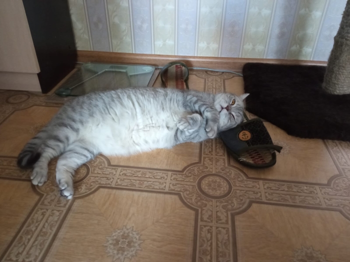 И мою на мою кошечку поглядите)