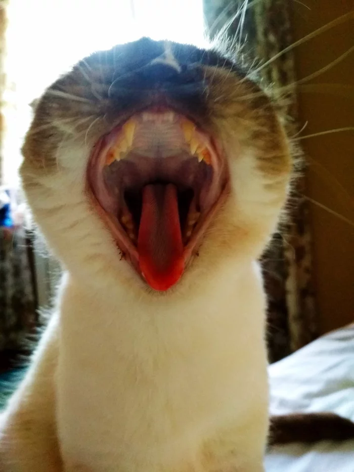 Yawn) - My, Yawn, cat, Language