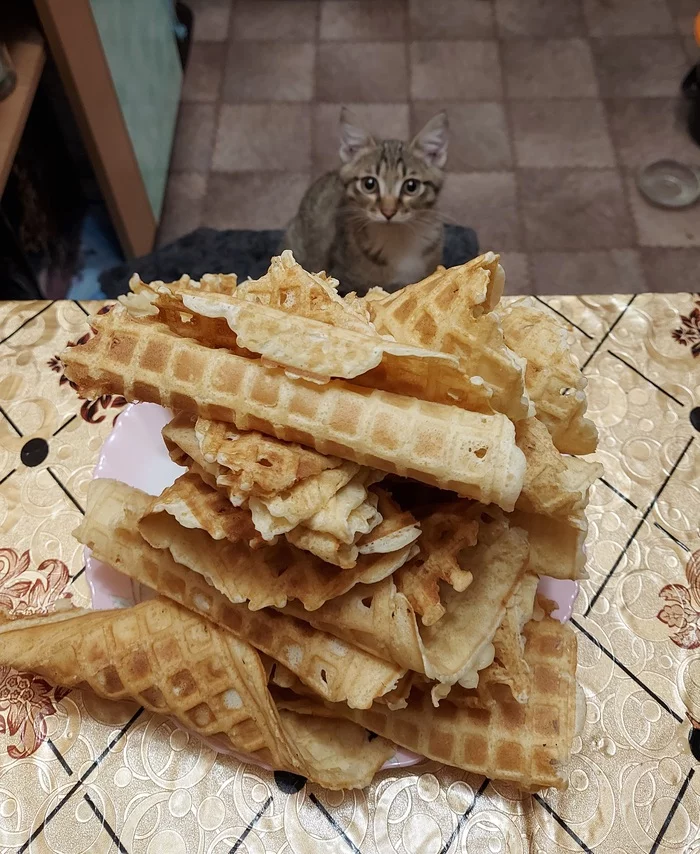 Cat and waffles - My, cat, Waffles