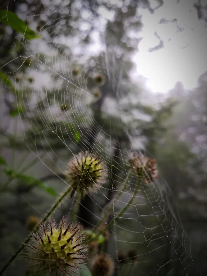 Dew - My, Mobile photography, Dew, Nature, Web, beauty of nature, Longpost