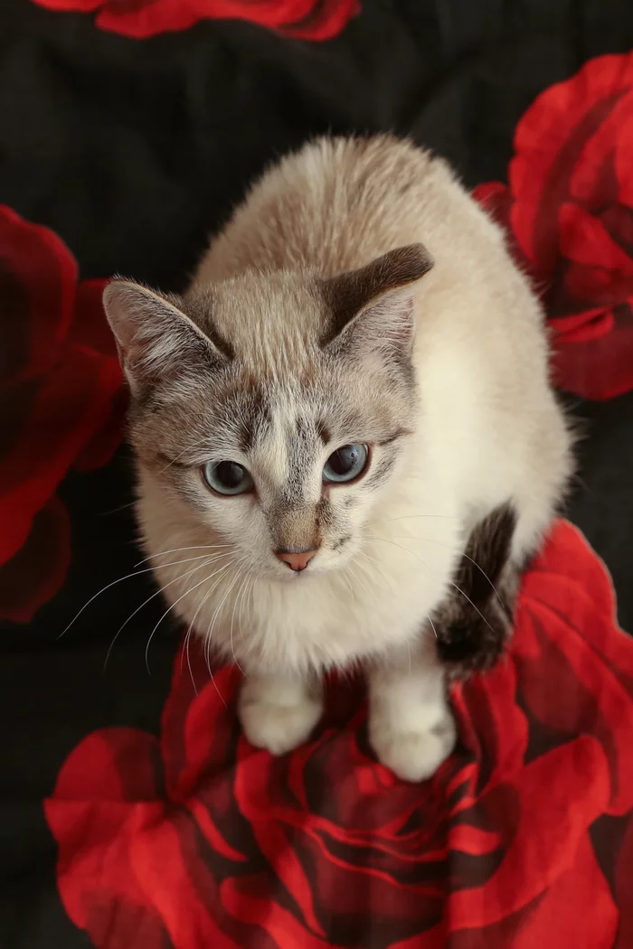 Котяйки с очень давних передержек - Моё, Котята, Фотография, Милота, Длиннопост, Кот