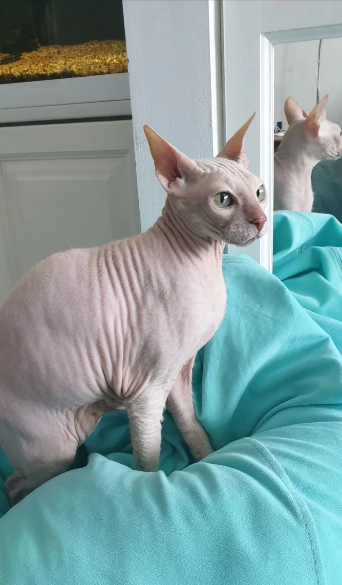 Response to the post Did not show a cat - not a pickabushnik - My, cat, beauty, Pets, Milota, Paws, Velour Sphinx, Don Sphynx, Longpost, Reply to post