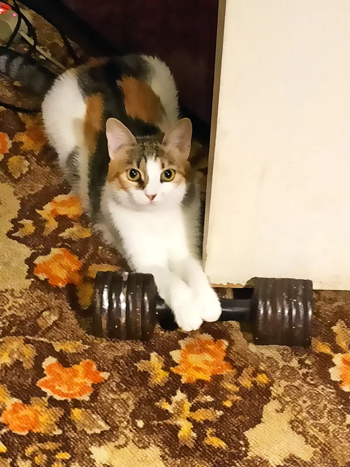 For a healthy lifestyle :-) - Tricolor cat, Dumbbells, cat