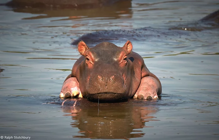 Baby hippopotamus rests on its mother's back - hippopotamus, Artiodactyls, Wild animals, wildlife, National park, Africa, The photo, Young, River