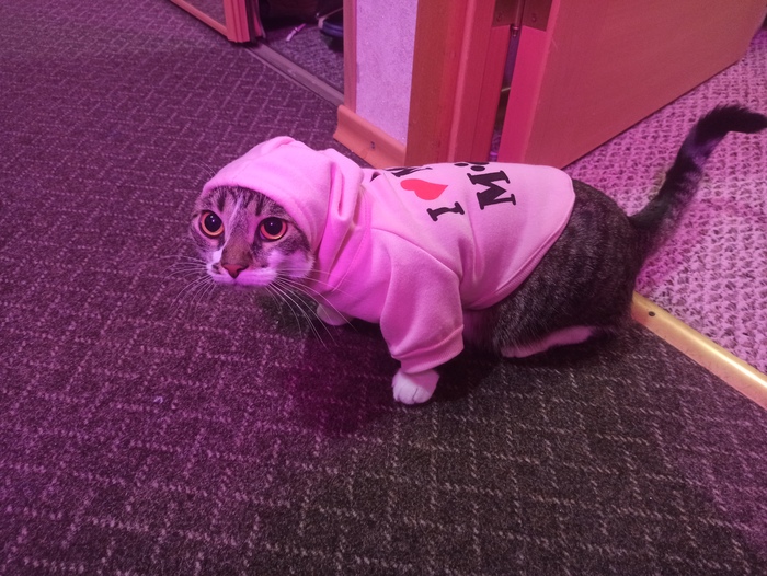 Это Рыс. Она тоже ничего не понимает