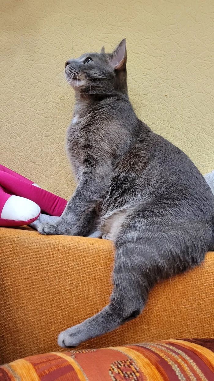Response to the post Did not show a cat - not a pickabushnik - cat, Fat cats, The photo, Milota, Reply to post, Longpost