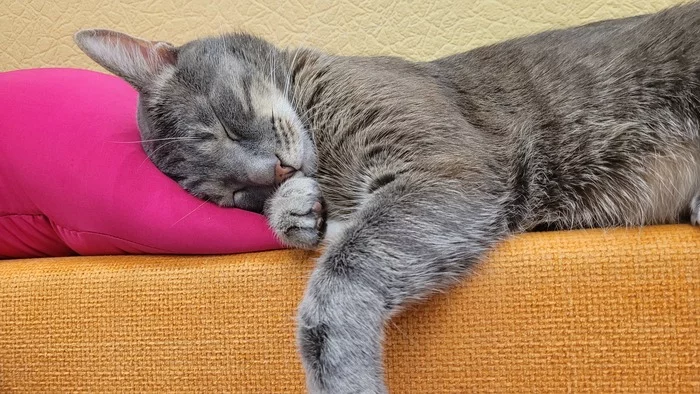 Response to the post Did not show a cat - not a pickabushnik - cat, Fat cats, The photo, Milota, Reply to post, Longpost