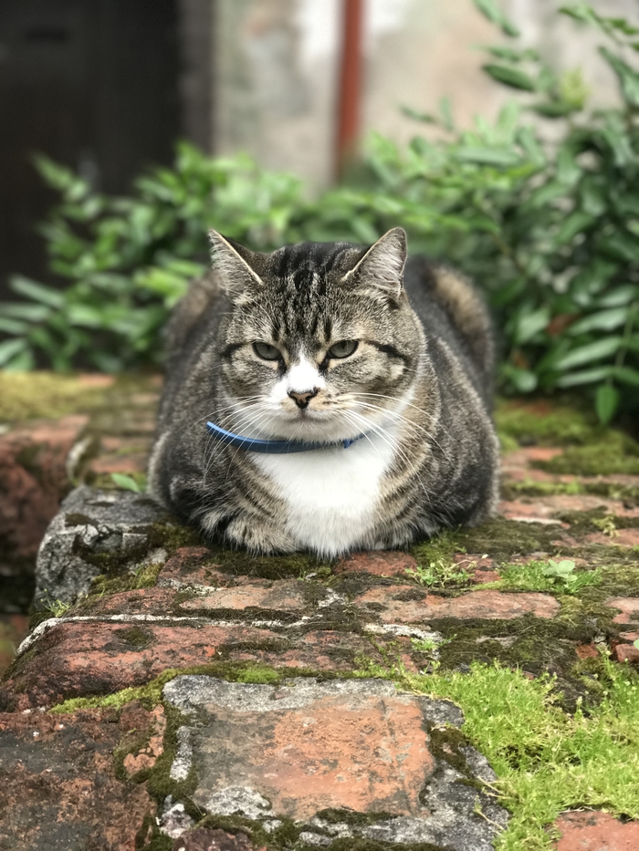 Котики к котикам