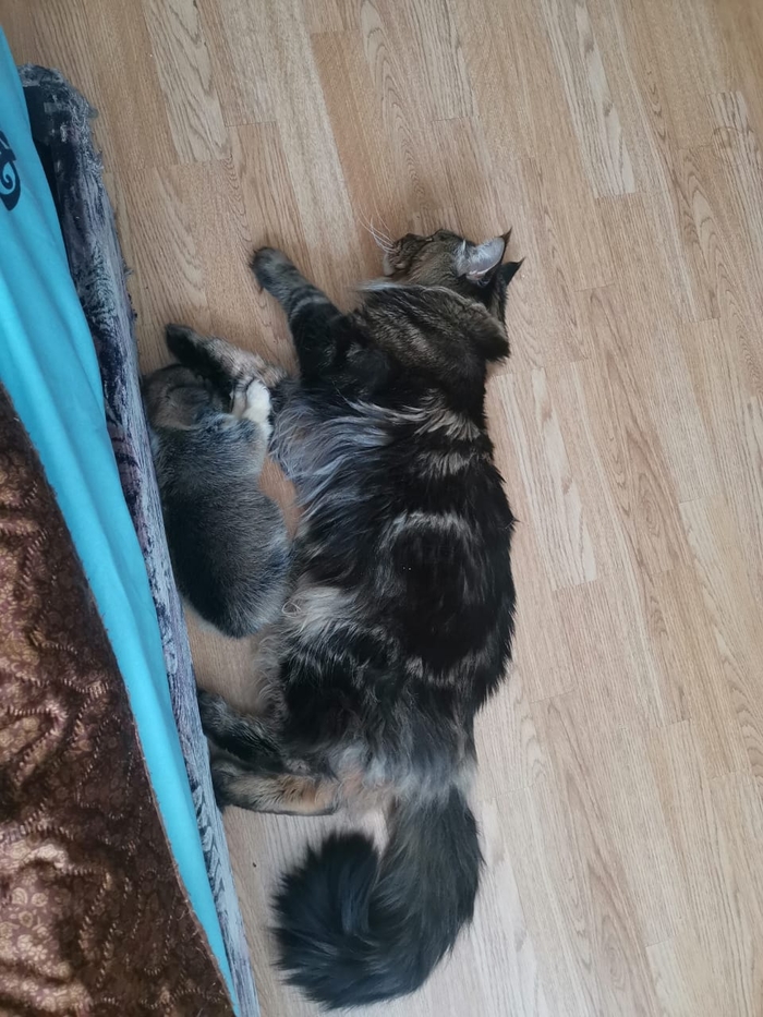 Ответ на пост «Не показал кота - не пикабушник»