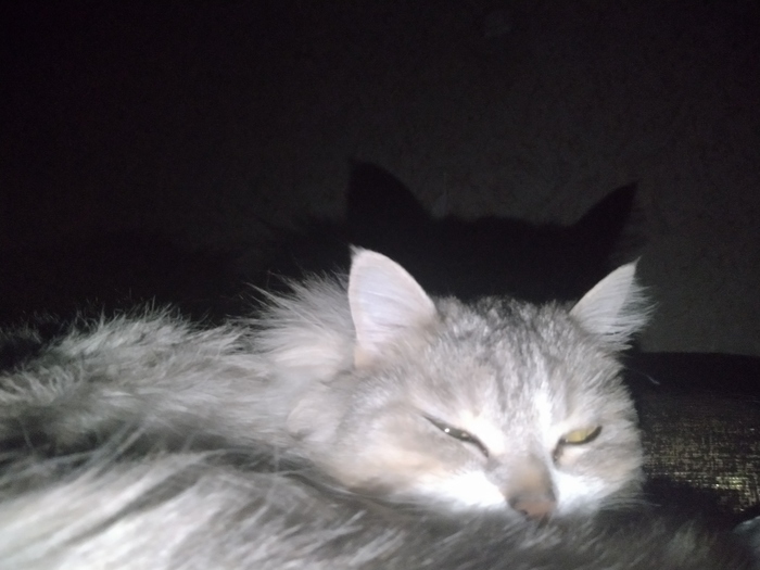 Мирно спящую котейку вам, и нет она не проснулась , дальше спокойно видит сны