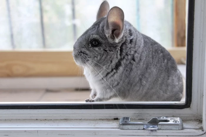 Response to the post Did not show a cat - not a pickabushnik - My, Silver Chinchilla, Chinchilla, Reply to post, Longpost, Pets