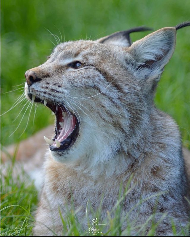 Zevulya - Lynx, Small cats, Cat family, Predatory animals, Wild animals, Zoo, The photo, Yawn