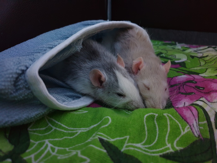 Умиротворение