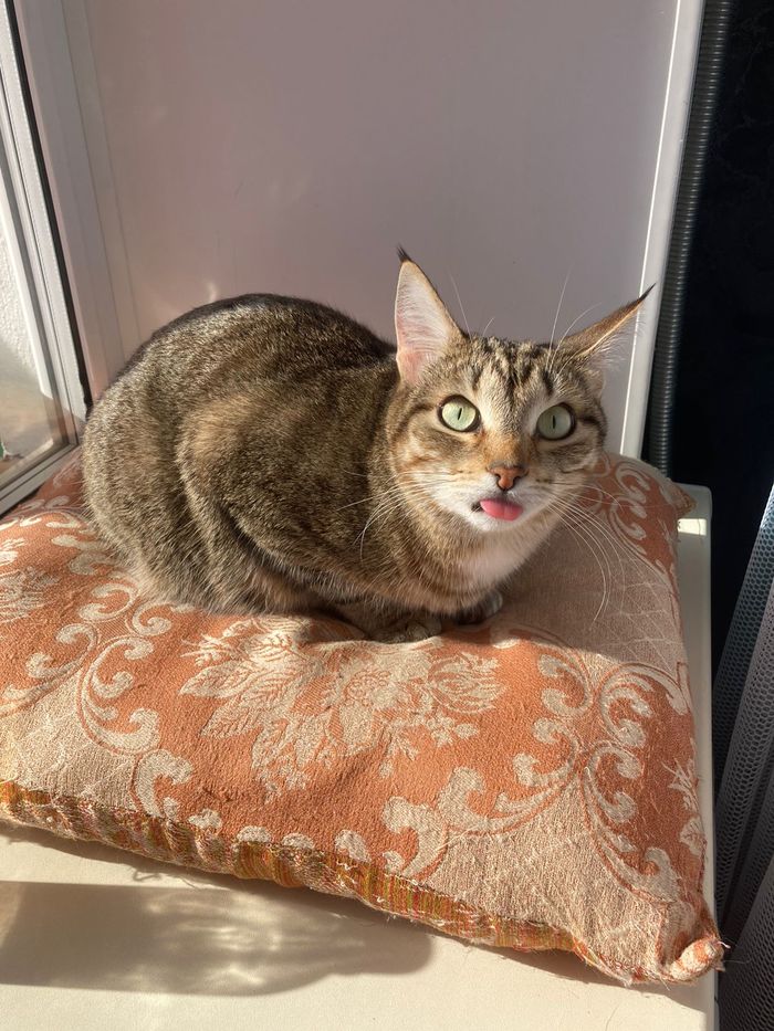 Ответ на пост «Не показал кота - не пикабушник»