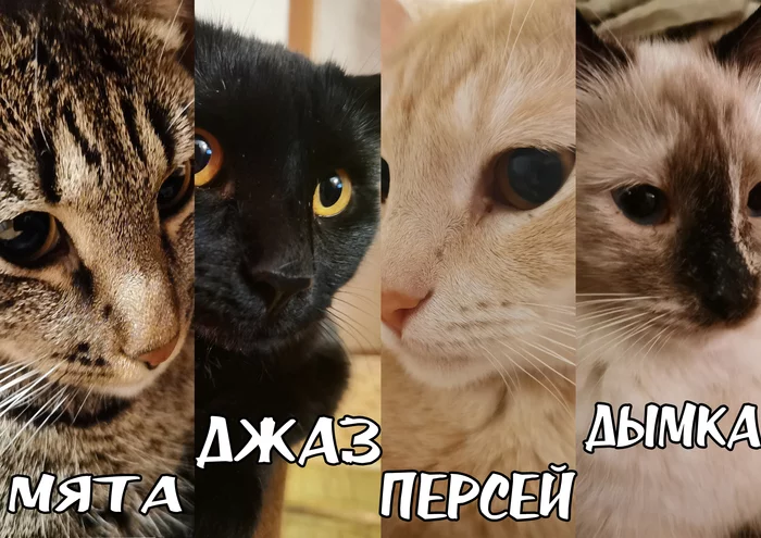 Вот моя Котобанда - Моё, Кот, Домашние животные, Животные