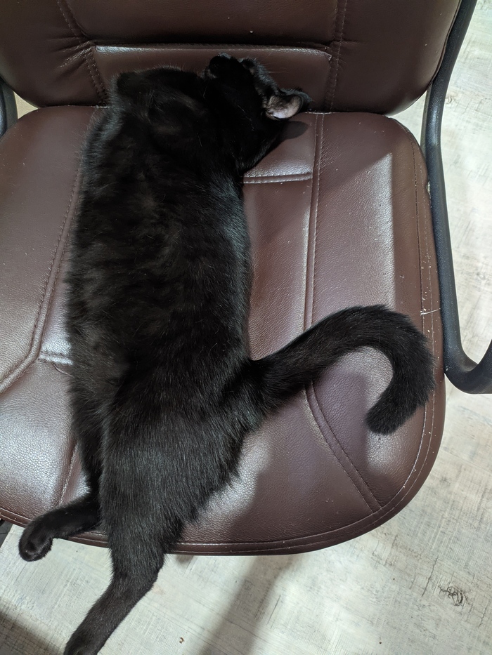 Ответ на пост «Не показал кота - не пикабушник»