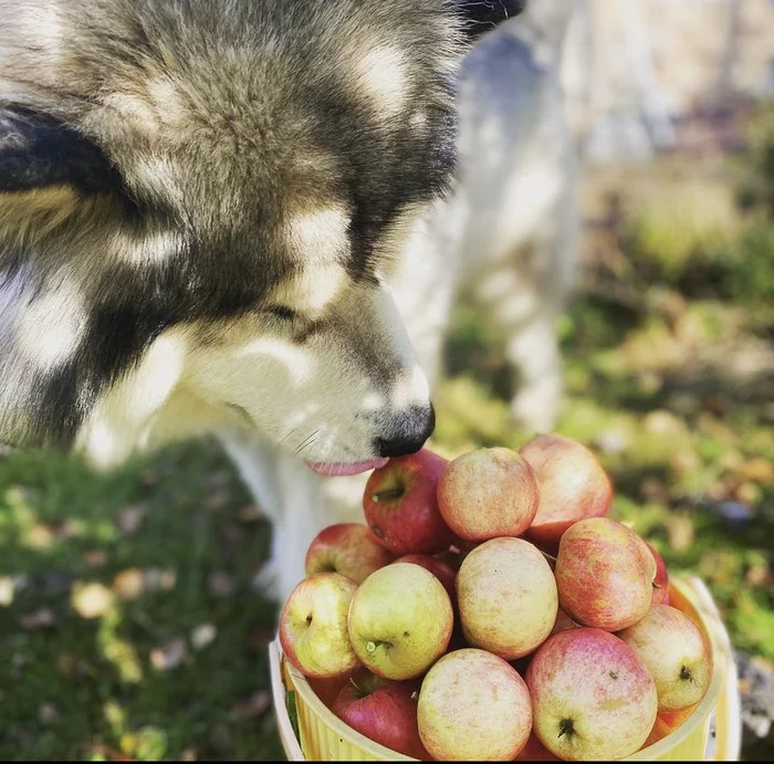 Today is exactly 171 days before the apple saviour - My, Dog, Malamouth, Apple Spas, Pets