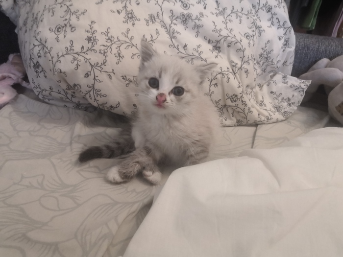 ������� ��� ����������